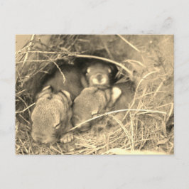 Knubbig Bunny Challenge - Vykort