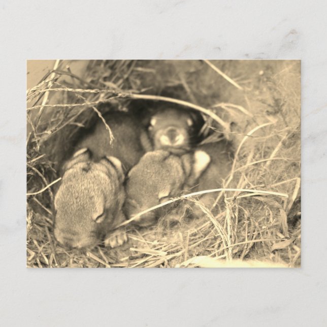 Knubbig Bunny Challenge - Vykort (Framsida)