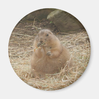 Knubbig Prairie Hund Magnet
