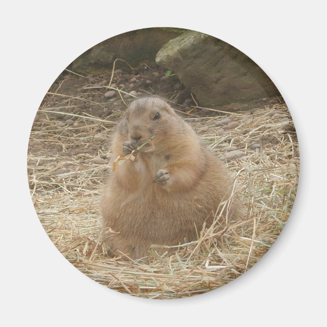 Knubbig Prairie Hund Magnet (Framsidan)