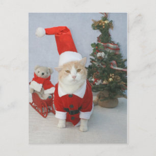 Knubbig Santa katt Helg Vykort