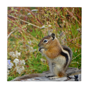 Knubbig söt chipmunk på trästump kakelplatta