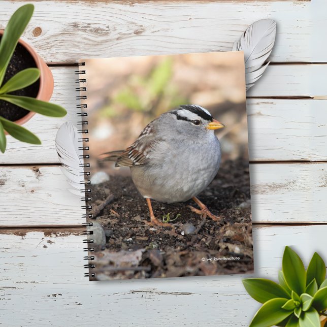 Knubbig White-Crowned Sparrow i Winter Sol Anteckningsbok (Chubby White-Crowned Sparrow on the Ground Journal Cover Photo)