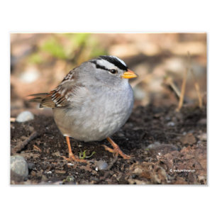 Knubbig White-Crowned Sparrow i Winter Sol Fototryck