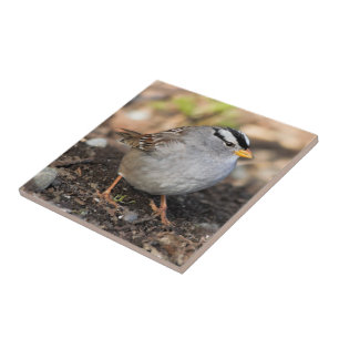 Knubbig White-Crowned Sparrow i Winter Sol Kakelplatta
