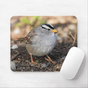 Knubbig White-Crowned Sparrow i Winter Sol Musmatta