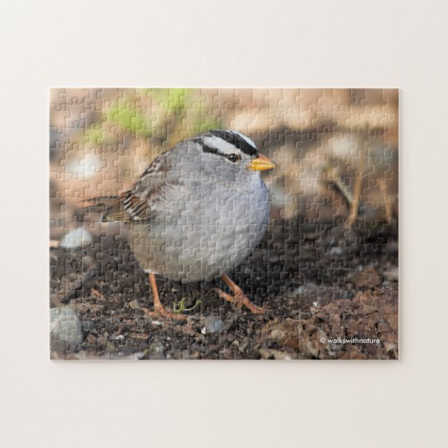 Knubbig White-Crowned Sparrow i Winter Sol Pussel (Horisontell)