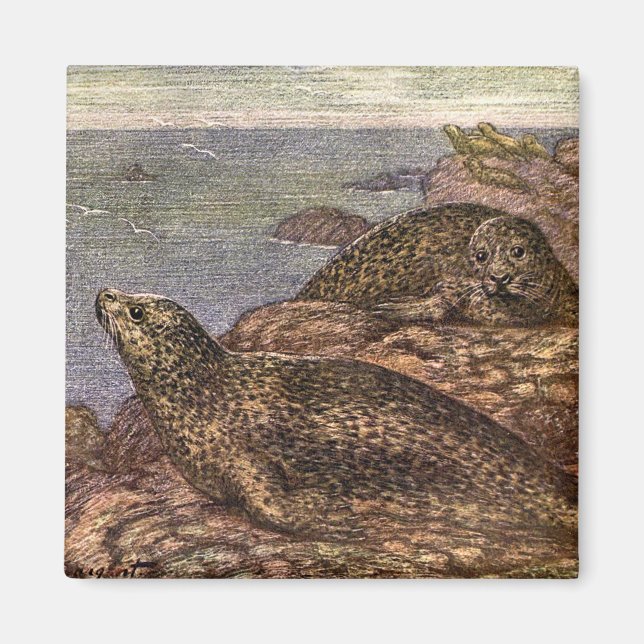 Knubbsäl, gammal marinliv ocean djur magnet (Framsidan)