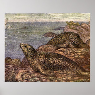 Knubbsäl, gammal marinlivets oceanlevande djur poster