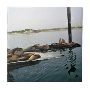 Knubbsäl, Morro Bay, Kalifornien Kakelplatta