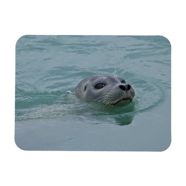 Knubbsäl simmar i Jokulsarlon glacial sjö Magnet (Horisontell)
