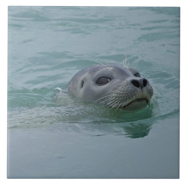 Knubbsäl som simmar i Jokulsarlon glaciärsjö Kakelplatta (Framsidan)