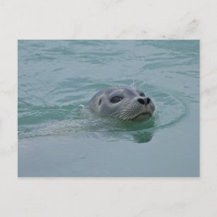 Knubbsäl som simmar i Jokulsarlon glaciärsjö Vykort
