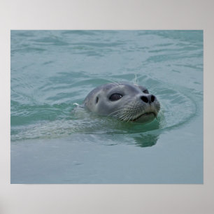 Knubbsäl som simmar i Jokulsarlon issjö Poster