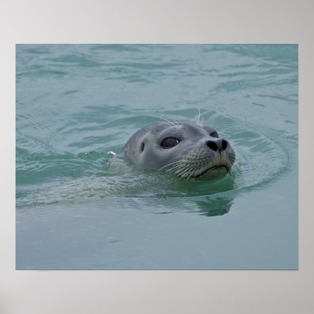 Knubbsäl som simmar i Jokulsarlon issjö Poster (Framsidan)