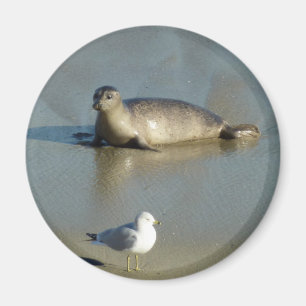 Knubbsäl vid La Jolla Kalifornien Magnet