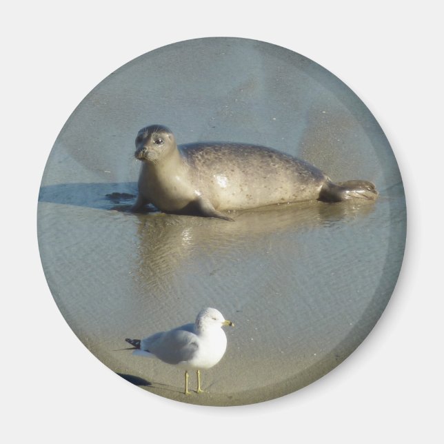 Knubbsäl vid La Jolla Kalifornien Magnet (Framsidan)