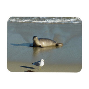 Knubbsäl vid La Jolla Kalifornien Magnet