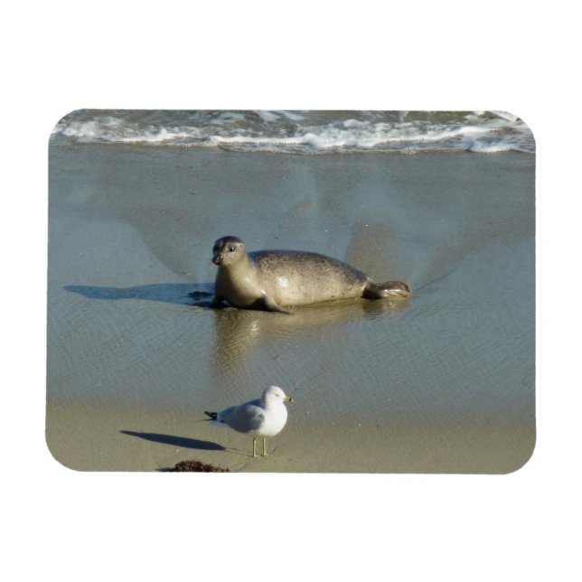 Knubbsäl vid La Jolla Kalifornien Magnet (Horisontell)
