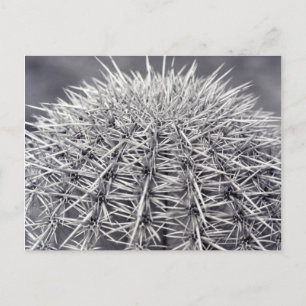 Knuffa prickfritt Sonoran Desert B&W-fotovykort Vykort