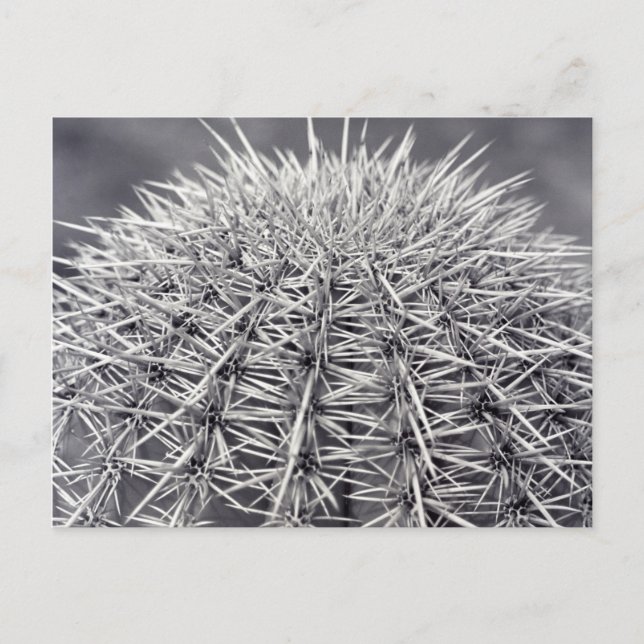 Knuffa prickfritt Sonoran Desert B&W-fotovykort Vykort (Framsida)