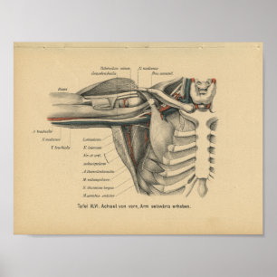 Knuffar det tyska anatomitrycket för vintage 1888 poster