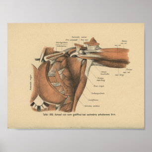 Knuffar det tyska anatomitrycket för vintage 1888 poster
