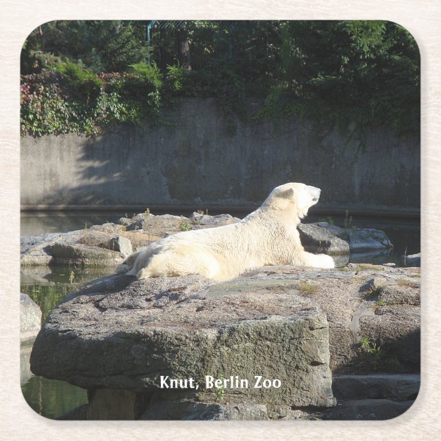 Knut, Polar Bear Berlin Zoo Underlägg Papper Kvadrat (Framsidan)