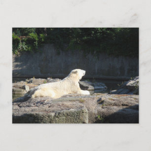 Knut Polarna Bear från Berlin Zoo Jigszawa Puz Vykort