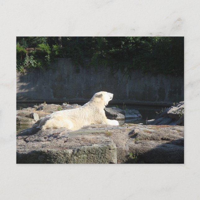 Knut Polarna Bear från Berlin Zoo Jigszawa Puz Vykort (Framsida)