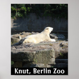 Knut Polarna Bear från Berlinparet Poster