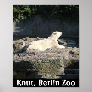Knut Polarna Bear från Berlinparet Poster