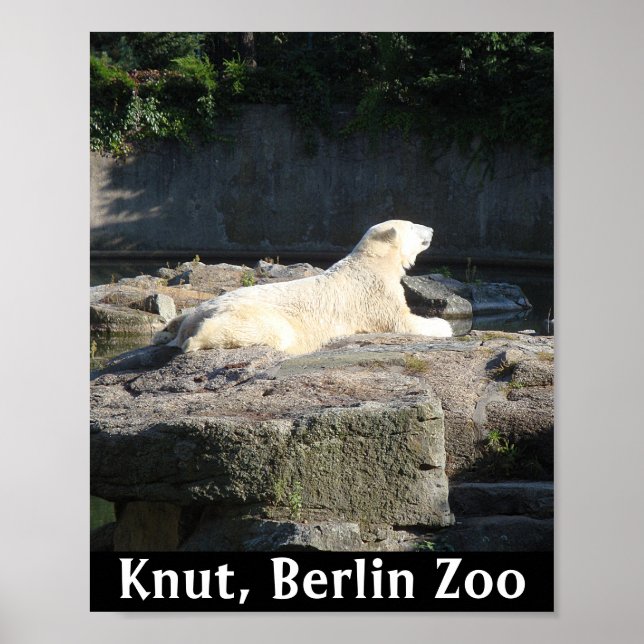 Knut Polarna Bear från Berlinparet Poster (Framsidan)