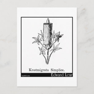 Knutmigrata Simplice. Vykort