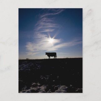 ko i solen vykort