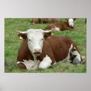 Ko- & kalvgrönt betar konsttryckaffischen poster