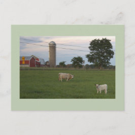 Ko med kalv gård vykort