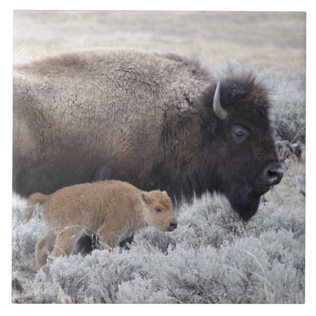 Ko och kalv Bison, Yellowstone Kakelplatta (Framsidan)