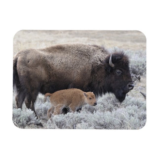 Ko och kalv Bison, Yellowstone Magnet (Horisontell)