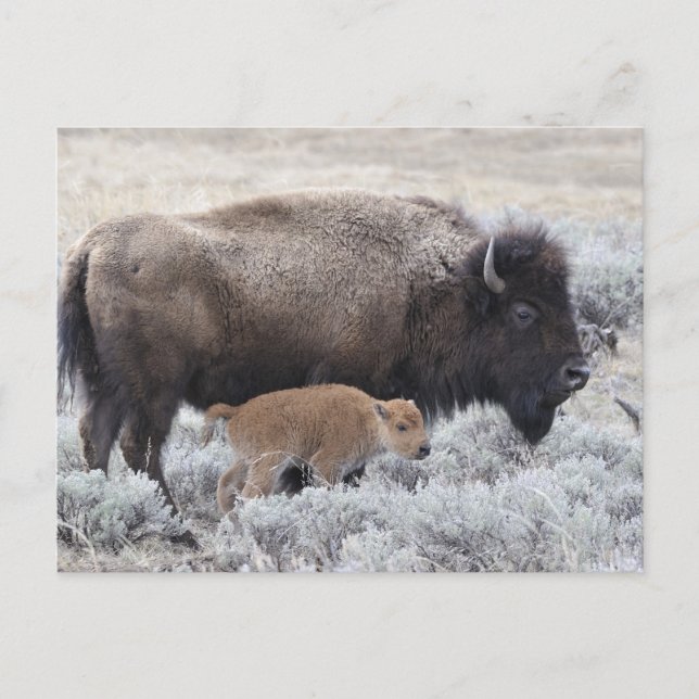 Ko och kalv Bison, Yellowstone Vykort (Framsida)
