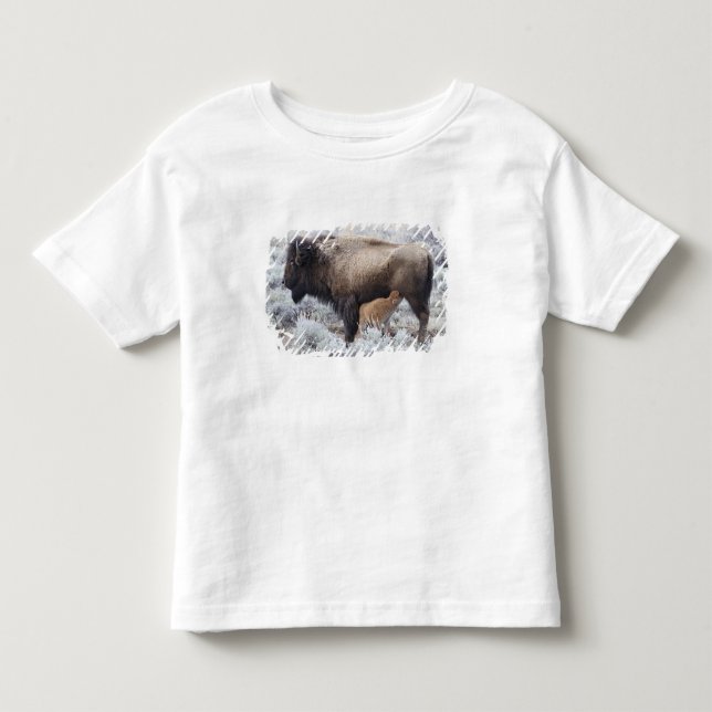 Ko som ammar Bisonkalv, Yellowstone T Shirt (Framsida)