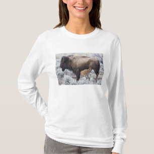 Ko som ammar Bisonkalv, Yellowstone Tee