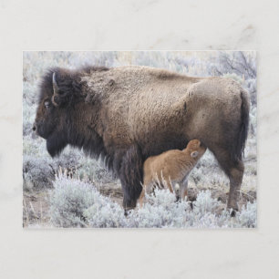 Ko som ammar Bisonkalv, Yellowstone Vykort