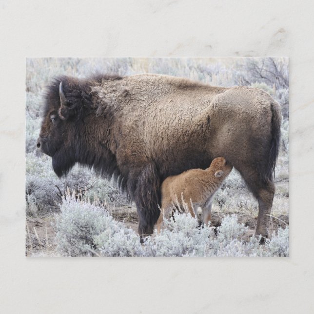 Ko som ammar Bisonkalv, Yellowstone Vykort (Framsida)