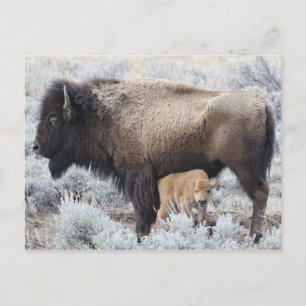 Ko som ammar Bisonkalv, Yellowstone Vykort