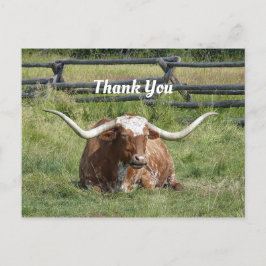 Ko Texas Longhorn Foto Tack Vykort