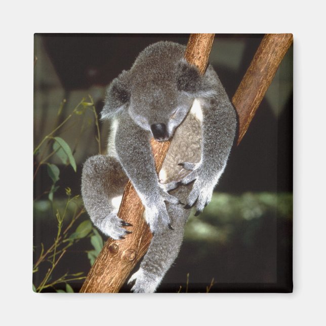 koala1 magnet (Framsidan)
