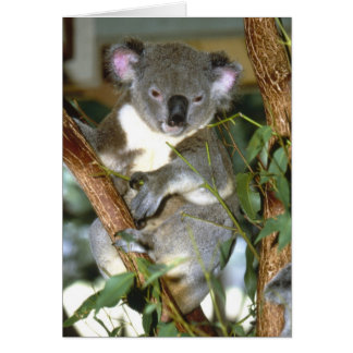 koala2 hälsningskort