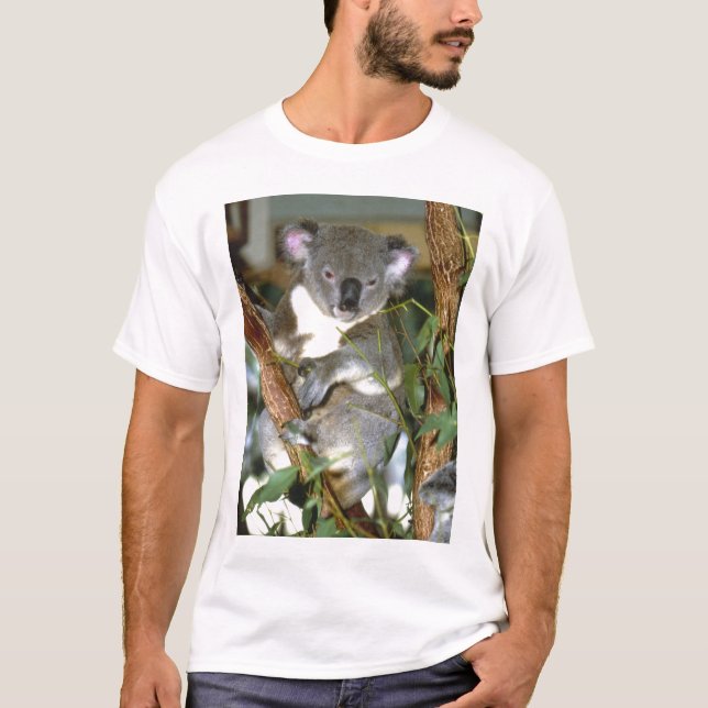 koala2 tröja (Framsida)