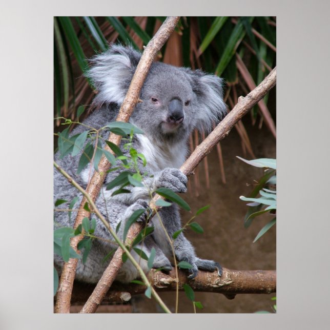 Koala 14 poster (Framsidan)